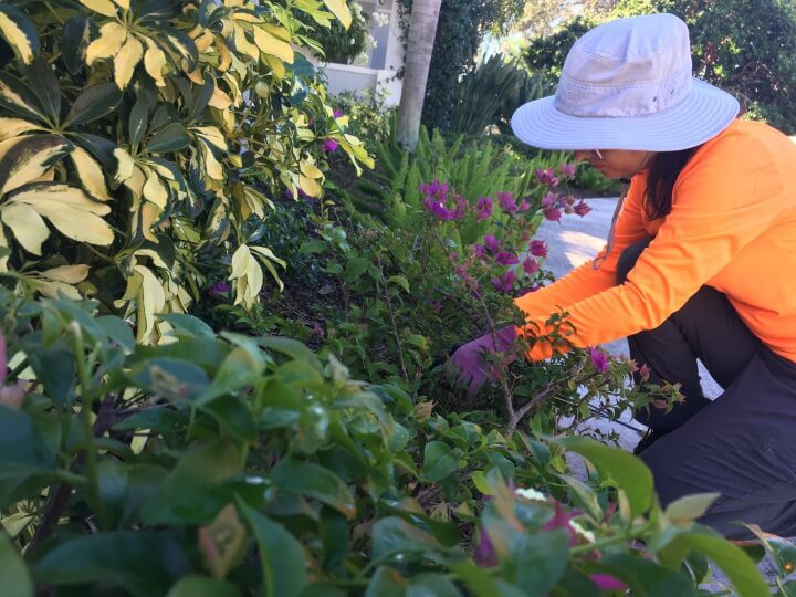 G&G Garden and Lawn Care Landscaping Siesta Key FL, Flower Services