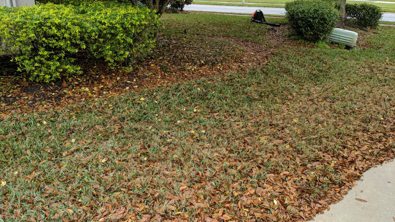 Clean up Oak Leaves